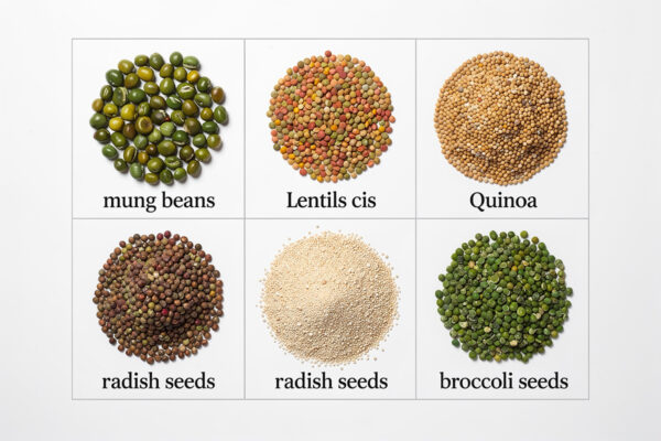 10 Fastest Seeds to Sprout at Home (2026)