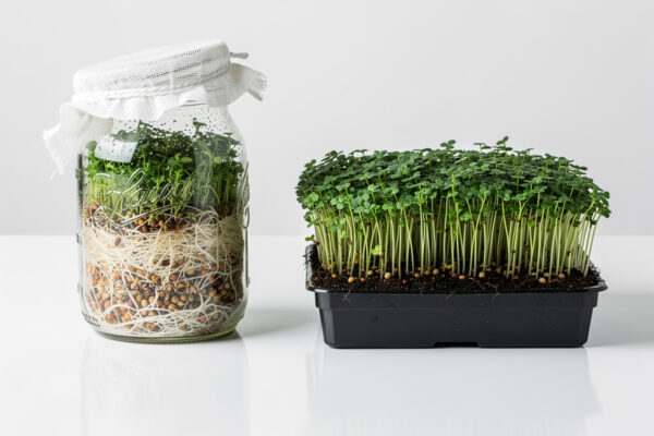 Sprouting vs Microgreens — What’s the Difference? (2026)