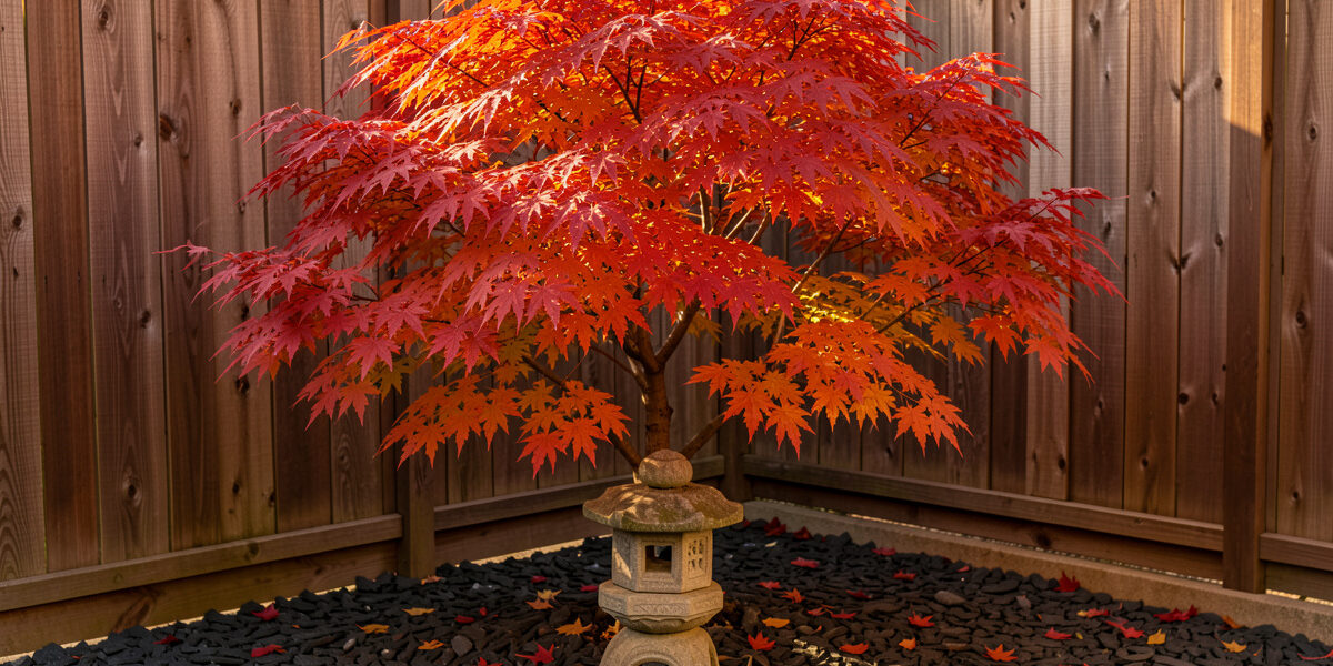 Compact Japanese maple with red and orange autumn foliage in a small courtyard garden with slate chippings