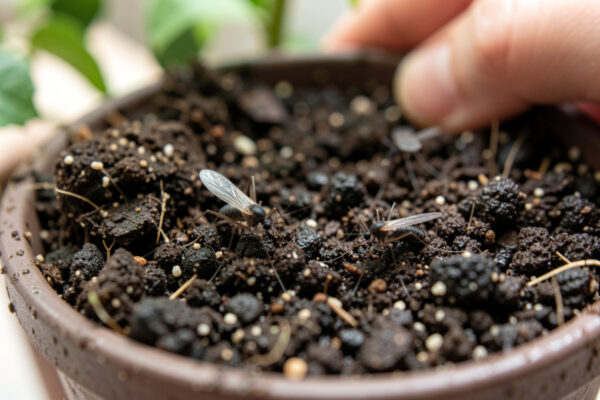 Do Fungus Gnats Bite? Facts About Gnat Bites and Human Contact