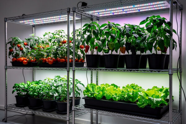 Grow Lights for Vegetables: Indoor Setup Guide