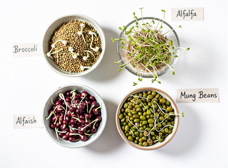 Various sprouting seeds for quick germination