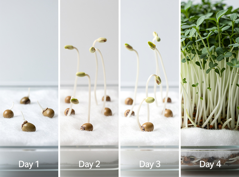 Day-by-day sprouting progress comparison