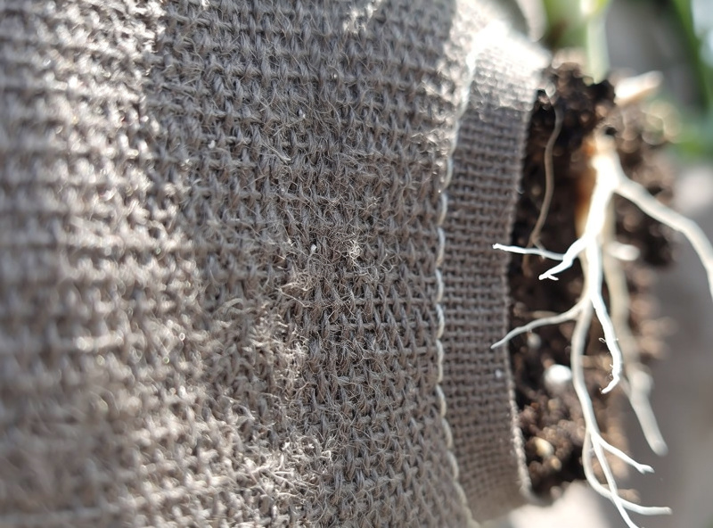 Fabric Vegetable Planters: Complete Growing Guide inline image 1