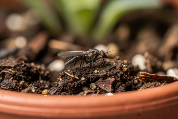 Fungus Gnats in Houseplants: Complete Identification and Elimination Guide