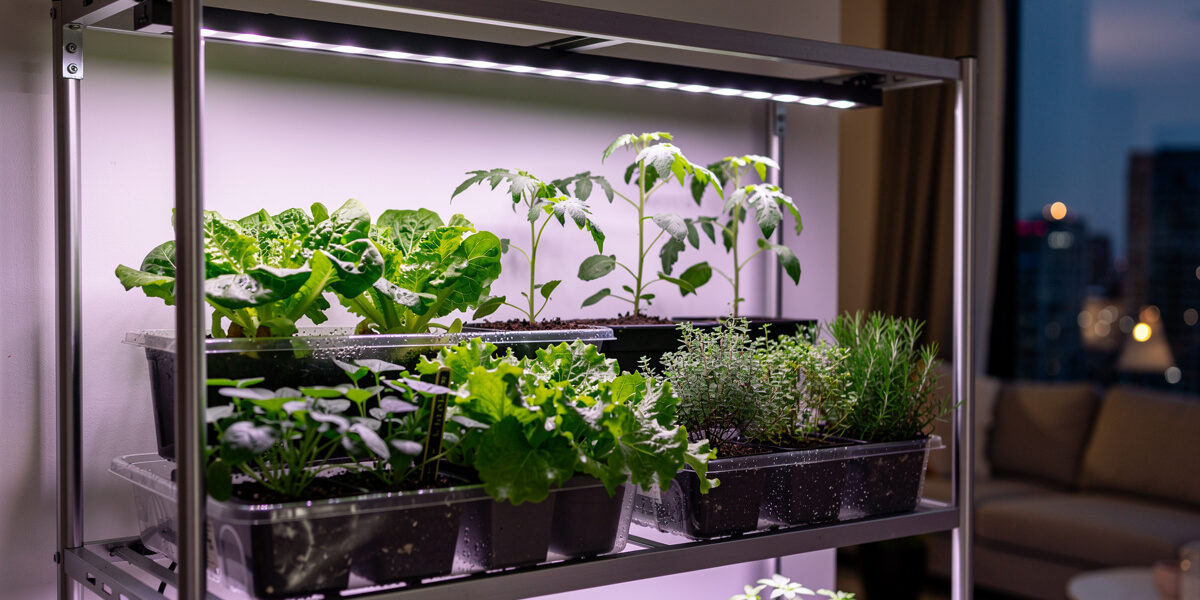 Growing Plants Indoors: Complete Guide to Indoor Gardening