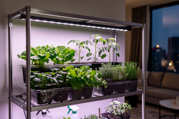 Growing Plants Indoors: Complete Guide to Indoor Gardening