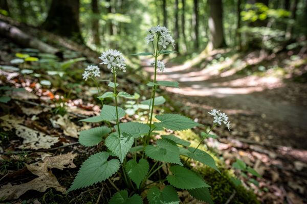 Hedge Garlic: Wild Edible Growing and Foraging Guide