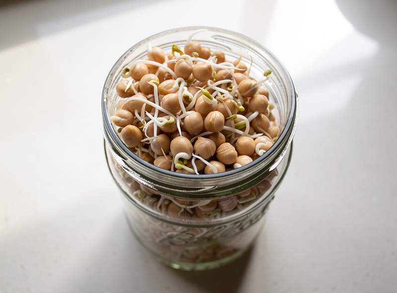 Fresh chickpea sprouts in a clear glass jar with large beige chickpeas and small white tails visible
