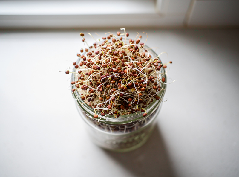 Fresh fenugreek sprouts in a clear glass jar, small reddish-brown sprouts with delicate white roots on clean counter