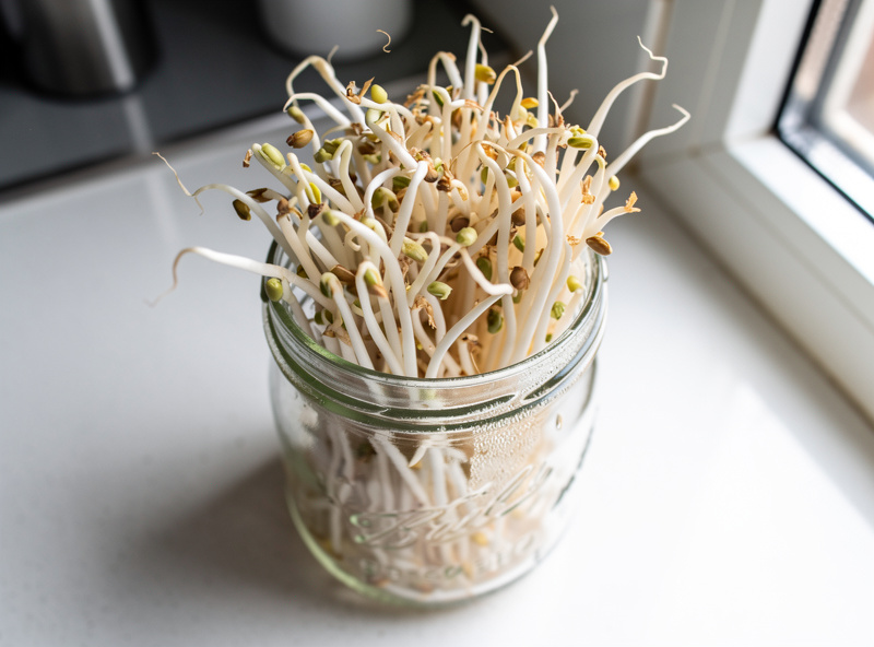 Fresh white mung bean sprouts in a clear glass jar showing thick crunchy bean sprouts, natural daylight from window