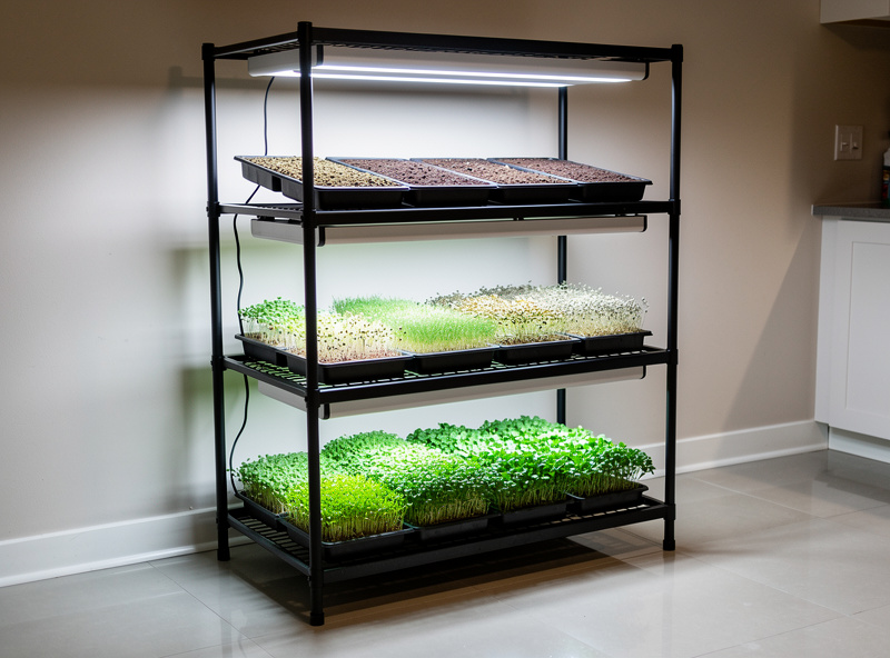 Four-tier grow rack with LED lights and microgreen trays at multiple stages