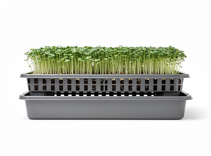 Two stacked microgreen trays for bottom-watering setup