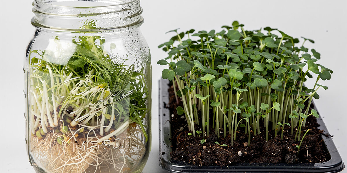 Microgreens vs Sprouts: 8 Critical Differences