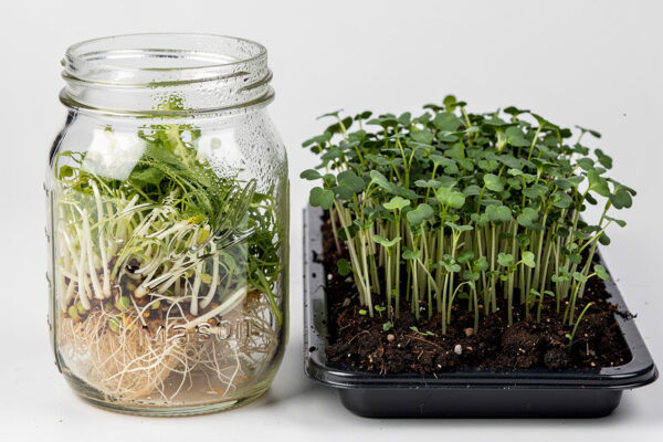 Microgreens vs Sprouts: 8 Critical Differences