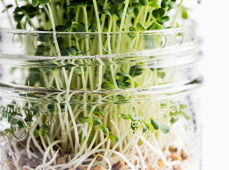 Broccoli sprouts in a glass mason jar with sprouting lid