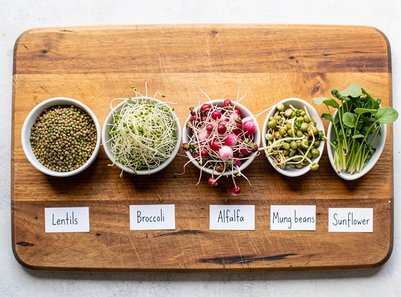 Six types of sprouted seeds including lentils broccoli alfalfa radish mung beans and sunflower sprouts