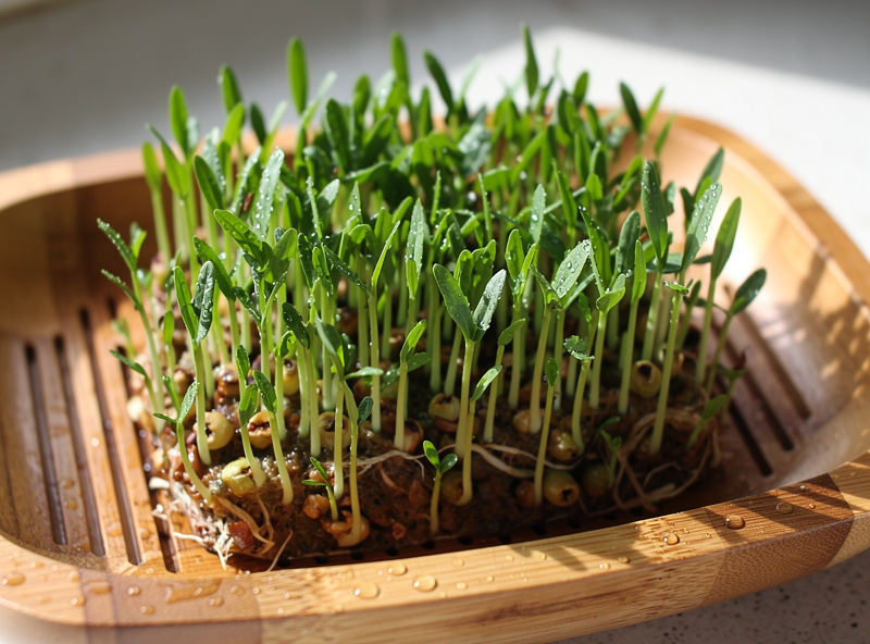 Bamboo sprouting tray with drainage holes
