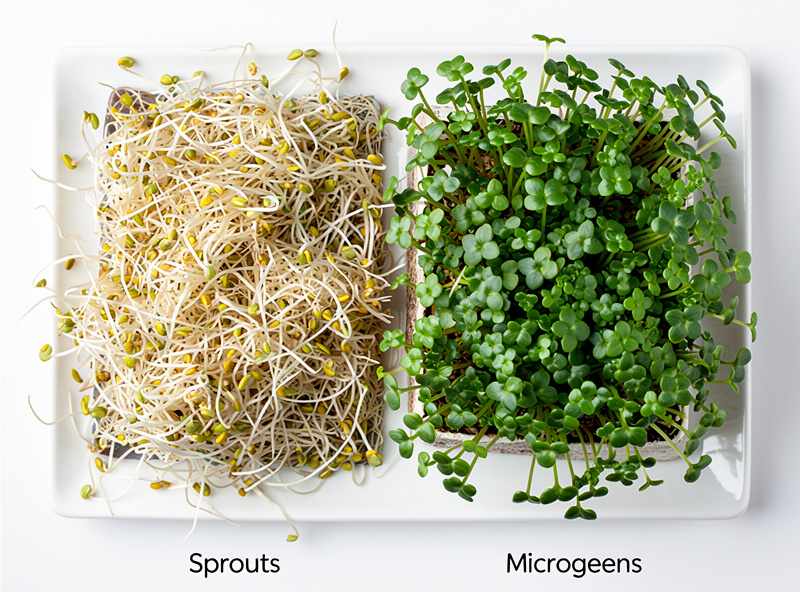 Sprouts vs microgreens comparison side by side