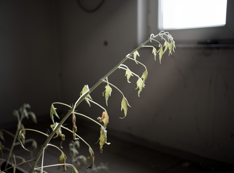 Leggy plant reaching for light in a dark room