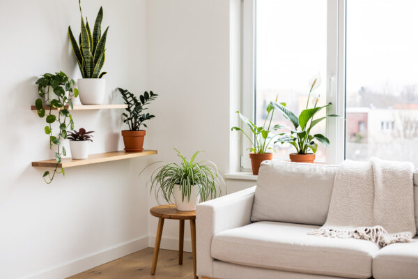 Indoor Plants for Beginners: 10 Easy-Care Picks