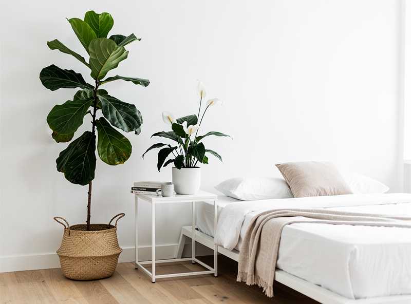 A bright bedroom with a tall fiddle leaf fig plant in a woven basket beside a peace lily on a white side table