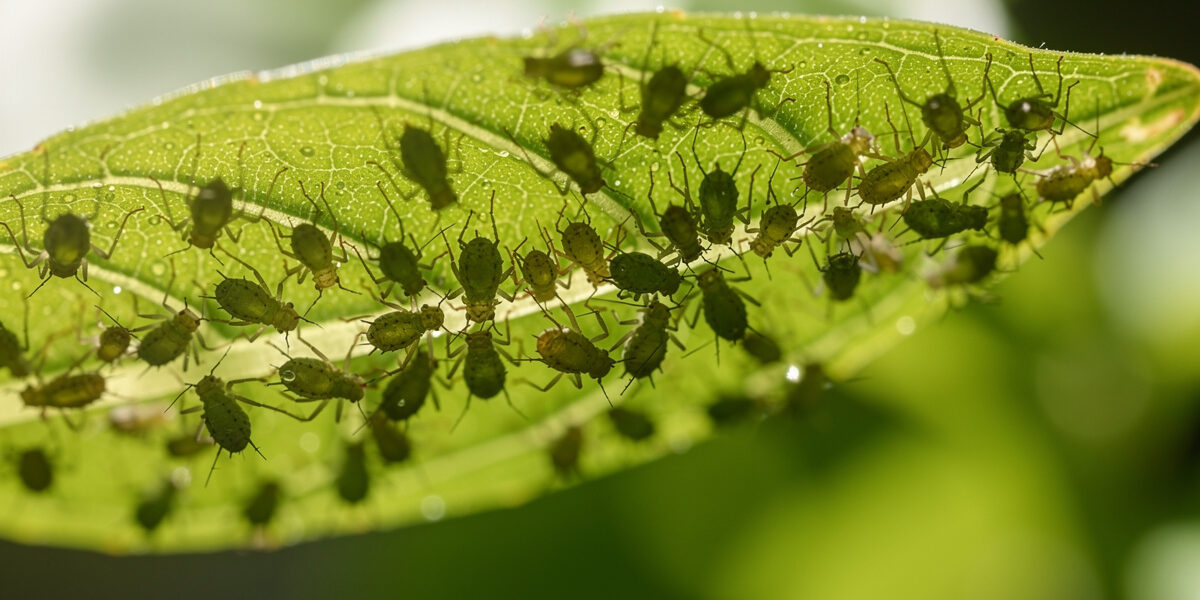 Macro Photography for Pest ID: Spotting Aphids, Spider Mites, and Whiteflies Early