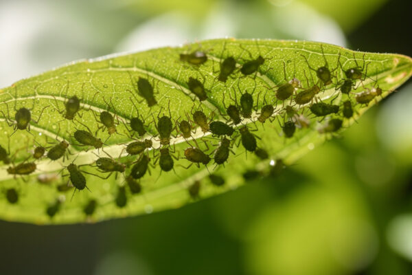 Macro Photography for Pest ID: Spotting Aphids, Spider Mites, and Whiteflies Early