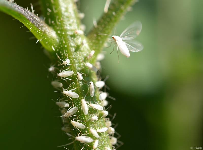 Cluster of tiny white whiteflies along the central vein of a green tomato leaf with one taking flight