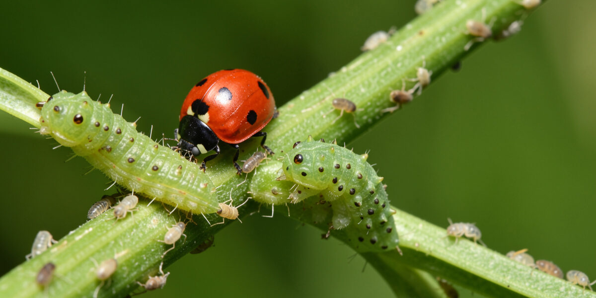 Beneficial Insects for Garden Pest Control: The Free Crew