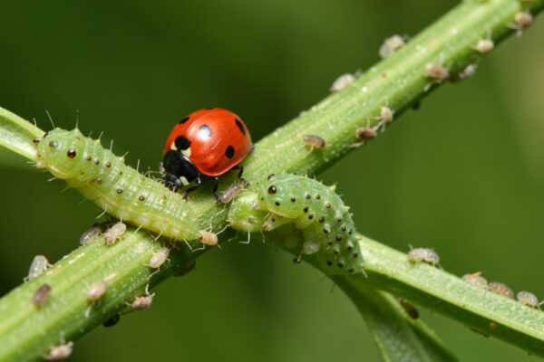 Beneficial Insects for Garden Pest Control: The Free Crew