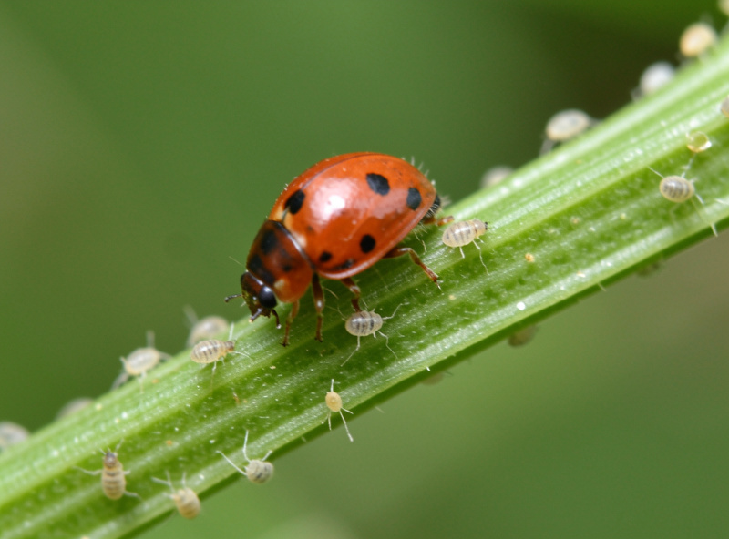 Ladybird larva feeding on aphids on a green stem, close-up