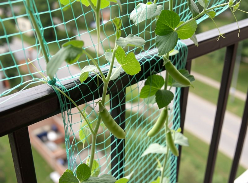 Pea and bean netting tied to a balcony railing with young climbing plants gripping the mesh