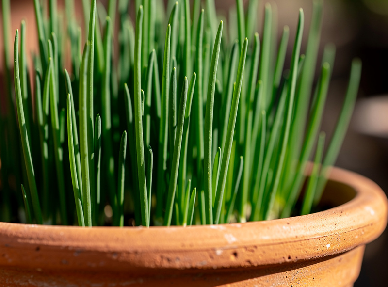 A healthy clump of chives with green hollow leaves growing in a container