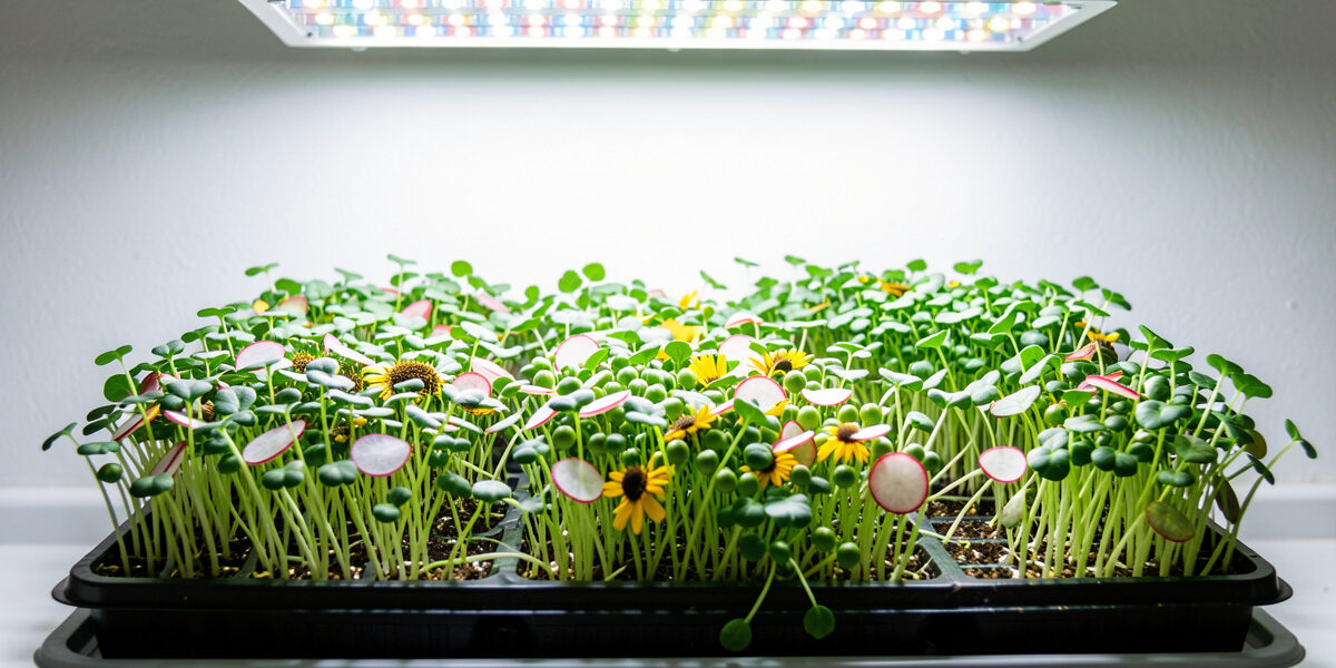 Grow Lights for Microgreens: What Actually Matters