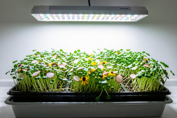 Grow Lights for Microgreens: What Actually Matters