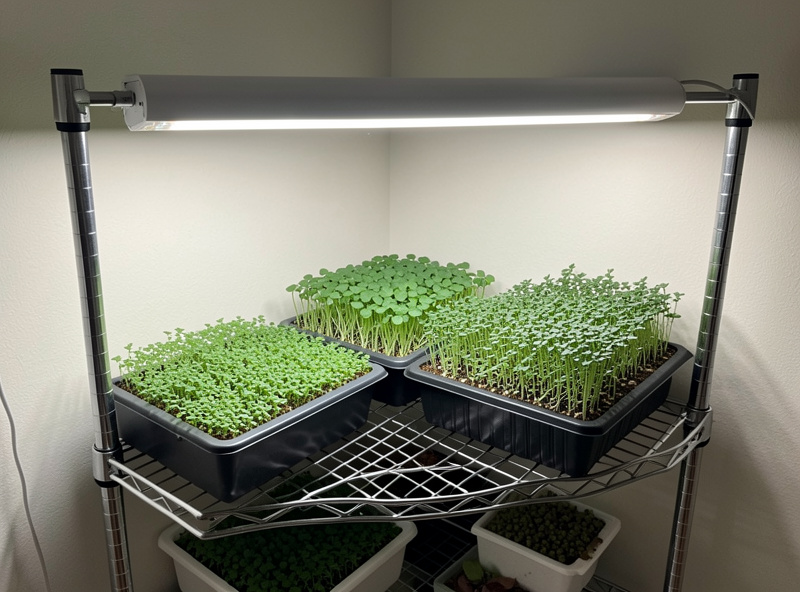 A homemade microgreens setup on a wire shelving rack with multiple trays under a shop light
