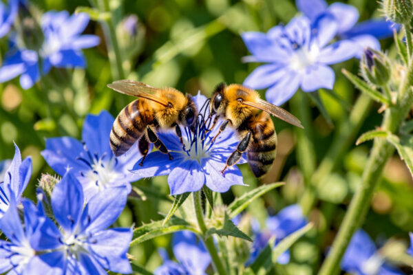 Flowering Plants That Attract Bees: The Honest Short List