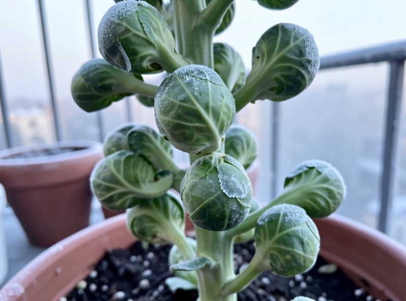 Firm Brussels sprouts forming in tight rows up a plant stem in a container on a frosty balcony