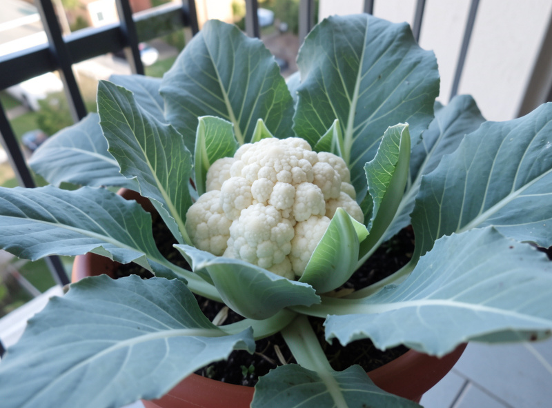 A cauliflower plant growing in a large container on a balcony with a developing white curd nestled among broad blue-green leaves