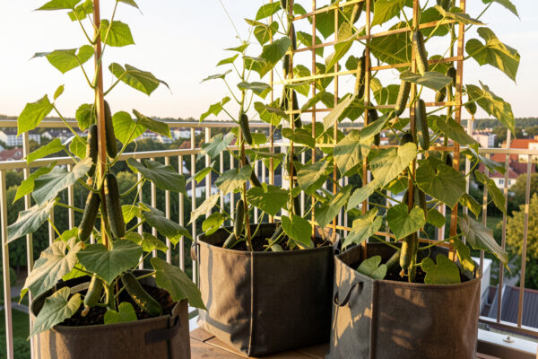 Growing Cucumbers in Containers on a Balcony
