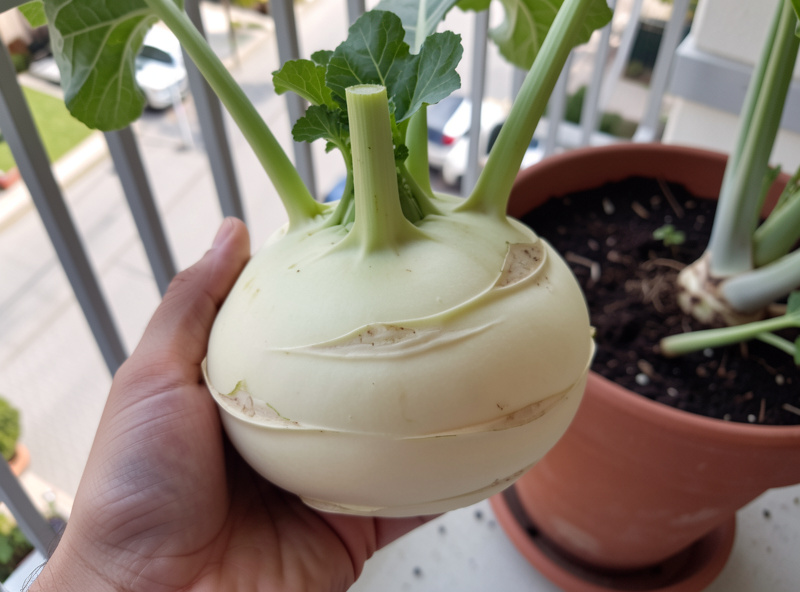 A freshly harvested kohlrabi bulb with trimmed stem held beside a container on a balcony, showing crisp pale flesh