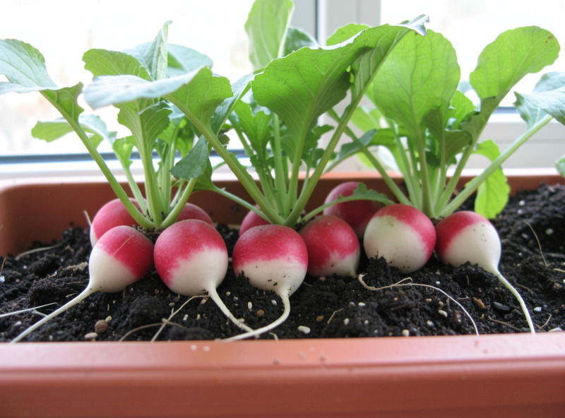 Shallow trough of radishes with red shoulders showing above dark soil on a balcony