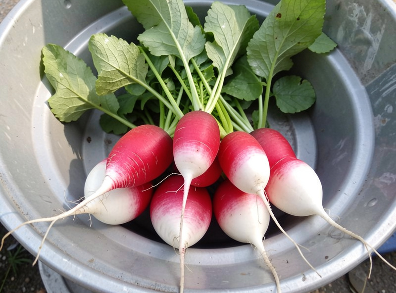 Freshly pulled red and white radishes with leafy tops resting on the edge of a container
