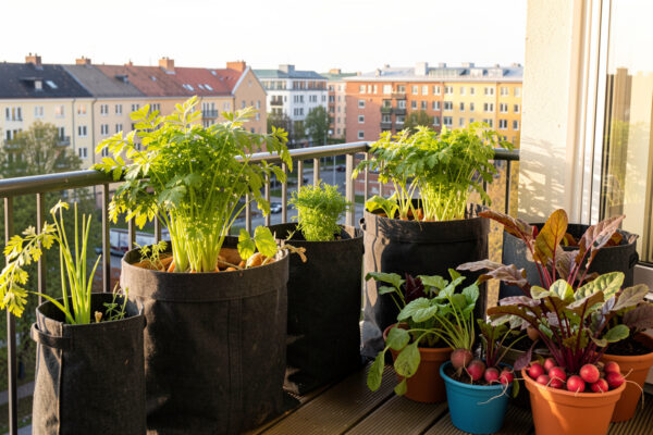 Growing Root Vegetables in Containers: The Cold-Climate Guide