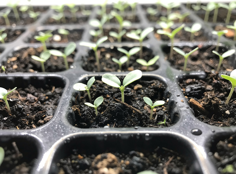 Seed starting tray of young seedlings under a grow light with damp soil surface