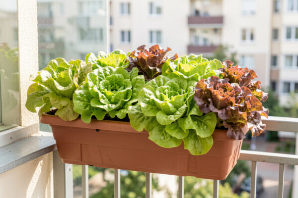 Growing Lettuce in Containers: A Small-Space Guide