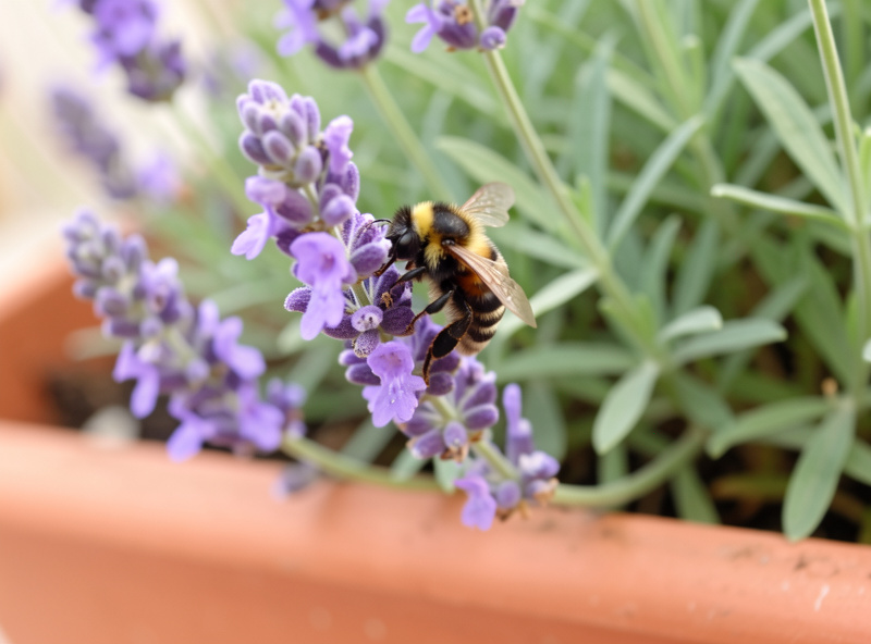 Bumblebee feeding on a purple lavender flower in a balcony container