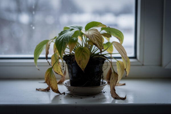 Signs of Overwatering Plants and How to Fix It