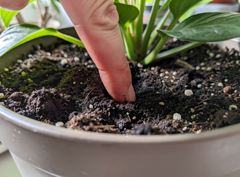 Finger pushed into the soil of a houseplant to test moisture depth against overwatering